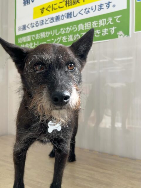 小乃輔ちゃん🐶
まめちゃんややん丸と激しくおしゃべりしたり、スタッフにあまえたりしていました😆
お散歩トレーニングでは上手に隣について歩いていました👏
🐾🐶愛犬のお悩みご相談ください🐶🐾
@kenkohmura_official
 ↑フォロー待ってます↑

〒955-0091 新潟県三条市上須頃大割４２８−１
☎︎ 0256-35-2571
✉️ info@kenkohmura.jp
HP: https://kenkohmura.jp
LINE: https://lin.ee/7LIz5sb

#犬幸村#犬の幼稚園 #吠える、噛む #犬のしつけ #トイレ
 ミックスミックス犬かわいい ミックス犬だいすき