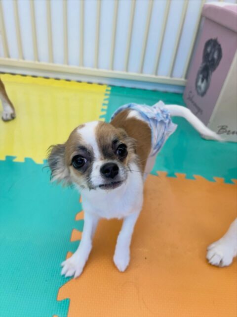 チョコちゃん🐶
ププちゃんと遊んだり、マロンちゃんと挨拶したりしていました😊
🐾🐶愛犬のお悩みご相談ください🐶🐾
@kenkohmura_official
 ↑フォロー待ってます↑

〒955-0091 新潟県三条市上須頃大割４２８−１
☎︎ 0256-35-2571
✉️ info@kenkohmura.jp
HP: https://kenkohmura.jp
LINE: https://lin.ee/7LIz5sb

#犬幸村#犬の幼稚園 #吠える、噛む #犬のしつけ #トイレ
 チワワ チワワだいすき チワワかわいい