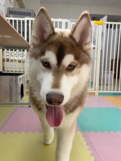 うみちゃん🐶
仲良しのニコペットにいるラブラドールちゃんとワンプロして楽しそうでした🎶
まめちゃんに叱られて落ち込んだりもしていました💦
🐾🐶愛犬のお悩みご相談ください🐶🐾
@kenkohmura_official
 ↑フォロー待ってます↑

〒955-0091 新潟県三条市上須頃大割４２８−１
☎︎ 0256-35-2571
✉️ info@kenkohmura.jp
HP: https://kenkohmura.jp
LINE: https://lin.ee/7LIz5sb

#犬幸村#犬の幼稚園 #吠える、噛む #犬のしつけ #トイレ
 シベリアンハスキー シベリアンハスキー可愛い シベリアンハスキーだいすき