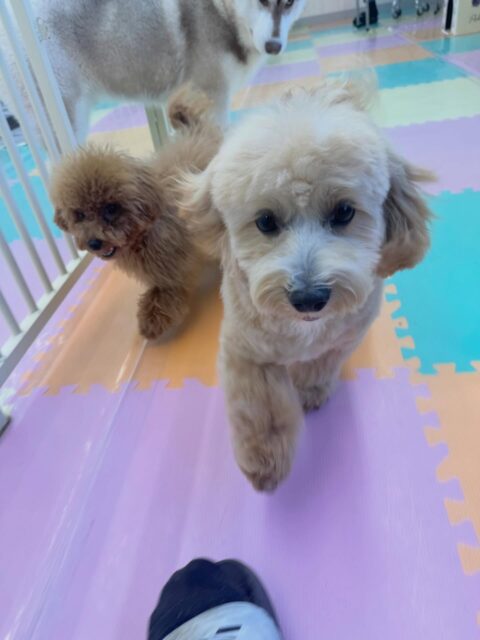 モモちゃん🐶
本日も仲良しのププちゃんや神威ちゃん達と走り回ったり、ワンプロをしたりして楽しそうにしていました👍
カットやシャンプーも上手にやらせてくれていてスムーズに終わらせることができました👏
🐾🐶愛犬のお悩みご相談ください🐶🐾
@kenkohmura_official
↑フォロー待ってます↑
〒955-0091 新潟県三条市上須頃大割428−1
☎︎ 0256-35-2571
✉️ info@kenkohmura.jp
HP: https://kenkohmura.jp
LINE: https://lin.ee/7LIz5sb
#犬幸村#犬の幼稚園 #吠える、噛む #犬のしつけ #トイレ
ミックスミックス犬ミックス犬可愛いミックス犬大好きミックス犬倶楽部