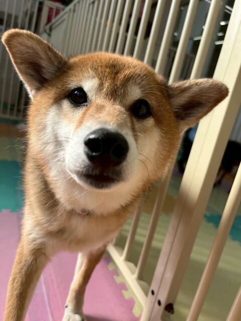 檸檬ちゃん🐶
ププちゃんと挨拶をしたり、まったりしながら遊んでいる子達を眺めていました😆

🐾🐶愛犬のお悩みご相談ください🐶🐾
@kenkohmura_official
 ↑フォロー待ってます↑

〒955-0091 新潟県三条市上須頃大割４２８−１
☎︎ 0256-35-2571
✉️ info@kenkohmura.jp
HP: https://kenkohmura.jp
LINE: https://lin.ee/7LIz5sb

#犬幸村#犬の幼稚園 #吠える、噛む #犬のしつけ #トイレ　柴犬　柴犬かわいい　 柴犬だいすき