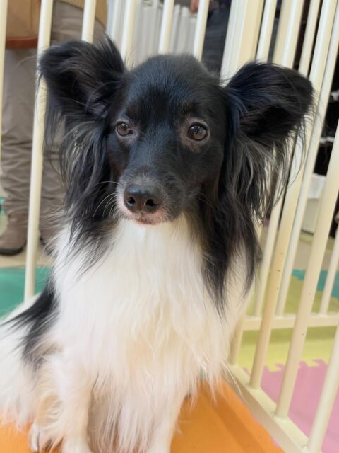 リラちゃん🐶
大好きなマロンちゃんと遊んだり、ペロちゃんと気があったみたいで楽しそうに遊んでいました🎶
🐾🐶愛犬のお悩みご相談ください🐶🐾
@kenkohmura_official
 ↑フォロー待ってます↑

〒955-0091 新潟県三条市上須頃大割４２８−１
☎︎ 0256-35-2571
✉️ info@kenkohmura.jp
HP: https://kenkohmura.jp
LINE: https://lin.ee/7LIz5sb

#犬幸村#犬の幼稚園 #吠える、噛む #犬のしつけ #トイレ
 ミックス犬 ミックス犬かわいい ミックス犬だいすき