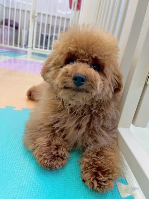 ププちゃん🐶
本日も仲良のモモちゃんや檸檬ちゃん達と走り回ったり、ニコペットのラブラドールと激しいワンプロを繰り広げ園内では大はしゃぎ‼️非常に楽しそうにして過ごしていました💺
🐾🐶愛犬のお悩みご相談ください🐶🐾
@kenkohmura_official
↑フォロー待ってます↑
〒955-0091 新潟県三条市上須頃大割428−1
☎︎ 0256-35-2571
✉️ info@kenkohmura.jp
HP: https://kenkohmura.jp
LINE: https://lin.ee/7LIz5sb
#犬幸村#犬の幼稚園 #吠える、噛む #犬のしつけ #トイレ
トイプわ
🐾🐶愛犬のお悩みご相談ください🐶🐾
@kenkohmura_official
↑フォロー待ってます↑
〒955-0091 新潟県三条市上須頃大割428−1
☎︎ 0256-35-2571
✉️ info@kenkohmura.jp
HP: https://kenkohmura.jp
LINE: https://lin.ee/7LIz5sb
犬幸村犬の幼稚園 吠える、噛む 犬のしつけ トイレ
トイプートイプー可愛いトイプー倶楽部