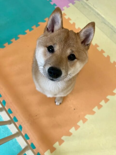 朔ちゃん🐶
スタッフに構って〜と後ろについて歩いていました😆
🐾🐶愛犬のお悩みご相談ください🐶🐾
@kenkohmura_official
↑フォロー待ってます↑
〒955-0091 新潟県三条市上須頃大割428−1
☎︎ 0256-35-2571
✉️ info@kenkohmura.jp
HP: https://kenkohmura.jp
LINE: https://lin.ee/7LIz5sb
#犬幸村#犬の幼稚園 #吠える、噛む #犬のしつけ #トイレ 柴犬 柴犬かわいい 柴犬だいすき