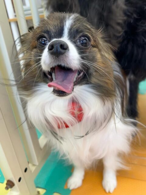 マリベルちゃん🐶
ニッカちゃんに遊びに誘われていたり、マロンちゃんと挨拶していました😄
🐾🐶愛犬のお悩みご相談ください🐶🐾
@kenkohmura_official
 ↑フォロー待ってます↑

〒955-0091 新潟県三条市上須頃大割４２８−１
☎︎ 0256-35-2571
✉️ info@kenkohmura.jp
HP: https://kenkohmura.jp
LINE: https://lin.ee/7LIz5sb

#犬幸村#犬の幼稚園 #吠える、噛む #犬のしつけ #トイレ
 パピヨン パピヨンかわいい パピヨンだいすき