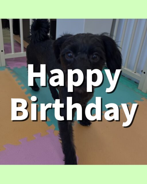 ティアラちゃん🐶
お誕生日おめでとうございます🎂👏🏻
檸檬ちゃんに臭い嗅がれていたり、スタッフに構って〜とあまえていました☺️
お散歩トレーニング頑張っていました!!
🐾🐶愛犬のお悩みご相談ください🐶🐾
@kenkohmura_official
↑フォロー待ってます↑
〒955-0091 新潟県三条市上須頃大割428−1
☎︎ 0256-35-2571
✉️ info@kenkohmura.jp
HP: https://kenkohmura.jp
LINE: https://lin.ee/7LIz5sb
#犬幸村#犬の幼稚園 #吠える、噛む #犬のしつけ #トイレ
ミックス犬 ミックス犬かわいい ミックス犬だいすき