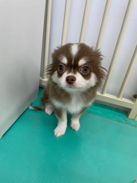 ウィスキーちゃん🐶
今日は園内ではお店の仲良しのチワワちゃんやきりまるちゃんなど色んな子達と遊んでいました😊
お散歩では最初に1人でのお散歩の様子を確認させてもらいました✨
1人だと緊張して固まってしまっていたのでお散歩大好きなププちゃんと一緒に歩いてもらいました😆ププちゃんが「こっちにおいでよー!」と言いながらお散歩の楽しさを教えてくれていたようで少しずつ歩けていました👏
この調子で焦らずゆっくり慣らしていきましょう💪
🐾🐶愛犬のお悩みご相談ください🐶🐾
@kenkohmura_official
↑フォロー待ってます↑
〒955-0091 新潟県三条市上須頃大割428−1
☎︎ 0256-35-2571
✉️ info@kenkohmura.jp
HP: https://kenkohmura.jp
LINE: https://lin.ee/7LIz5sb
#犬幸村#犬の幼稚園 #吠える、噛む #犬のしつけ #トイレ
チワワ ちわわ チワワだいすき