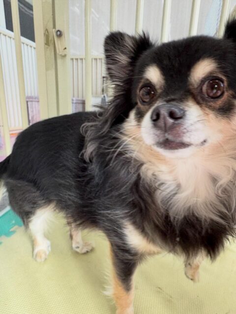 タッチちゃん🐶
本日は、お散歩トレーニングでニコペットのスタッフの方にお散歩をしてもらったり、触ってもらったりしていました👍
園内では、クッキーちゃんやモカちゃん、檸檬ちゃん達に匂いを嗅がれたり、ちょっかいを出されたりしていました🤭
🐾🐶愛犬のお悩みご相談ください🐶🐾
@kenkohmura_official
↑フォロー待ってます↑
〒955-0091 新潟県三条市上須頃大割428−1
☎︎ 0256-35-2571
✉️ info@kenkohmura.jp
HP: https://kenkohmura.jp
LINE: https://lin.ee/7LIz5sb
#犬幸村#犬の幼稚園 #吠える、噛む #犬のしつけ #トイレ
チワワチワワ可愛いチワワ大好きチワワ倶楽部