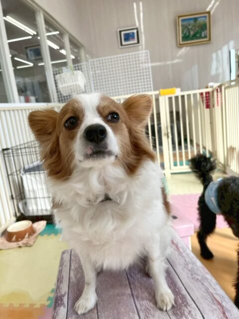 マロンちゃん🐶
リラちゃんやモカちゃん達に遊びに誘われたり、隅っこでのんびりお昼寝をしていました😆
🐾🐶愛犬のお悩みご相談ください🐶🐾
@kenkohmura_official
↑フォロー待ってます↑
〒955-0091 新潟県三条市上須頃大割428−1
☎︎ 0256-35-2571
✉️ info@kenkohmura.jp
HP: https://kenkohmura.jp
LINE: https://lin.ee/7LIz5sb
#犬幸村#犬の幼稚園 #吠える、噛む #犬のしつけ #トイレ パピヨン パピヨンかわいい パピヨンだいすき