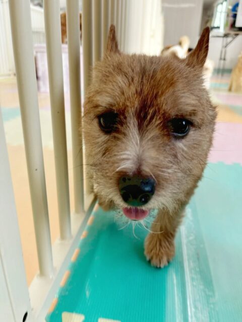 本日の鶴丸🐶
マロンちゃんに構って欲しくて周りをウロウロしてアピールをしていました😆

🐾🐶愛犬のお悩みご相談ください🐶🐾
@kenkohmura_official
 ↑フォロー待ってます↑

〒955-0091 新潟県三条市上須頃大割４２８−１
☎︎ 0256-35-2571
✉️ info@kenkohmura.jp
HP: https://kenkohmura.jp
LINE: https://lin.ee/7LIz5sb

#犬幸村#犬の幼稚園 #吠える、噛む #犬のしつけ #トイレ　ノーリッチテリア　ノーリッチテリア大好き