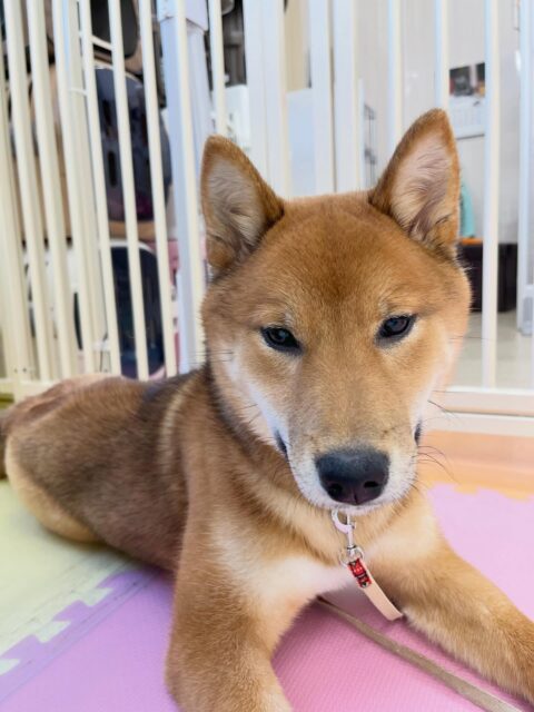 ケン太ちゃん🐶
ニコペットにいるラブラドールちゃんと遊んだりスタッフと手遊びして遊んでいました😊
お手入れはイヤイヤありましたががんばっていました👏
🐾🐶愛犬のお悩みご相談ください🐶🐾
@kenkohmura_official
↑フォロー待ってます↑
〒955-0091 新潟県三条市上須頃大割428−1
☎︎ 0256-35-2571
✉️ info@kenkohmura.jp
HP: https://kenkohmura.jp
LINE: https://lin.ee/7LIz5sb
#犬幸村#犬の幼稚園 #吠える、噛む #犬のしつけ #トイレ
柴犬 柴犬かわいい 柴犬だいすき