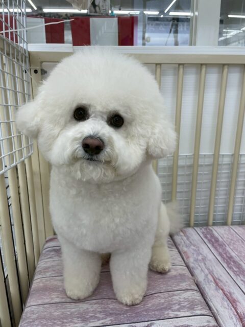 ピピちゃん🐶
ケン太ちゃんに気にいられたみたいで遊びに誘われていました😁
お散歩トレーニングでは落ち着いて上手に歩いていました👏
🐾🐶愛犬のお悩みご相談ください🐶🐾
@kenkohmura_official
↑フォロー待ってます↑
〒955-0091 新潟県三条市上須頃大割428−1
☎︎ 0256-35-2571
✉️ info@kenkohmura.jp
HP: https://kenkohmura.jp
LINE: https://lin.ee/7LIz5sb
#犬幸村#犬の幼稚園 #吠える、噛む #犬のしつけ #トイレ
ビションフリーゼ ビションフリーゼかわいい ビションフリーゼだいすき