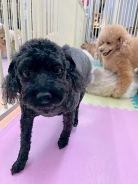 イブちゃん&ルイちゃん🐶
本日歯磨きトレーニングを開始して1年6ヶ月が経ちました
歯磨きは2頭ともかなり得意だと思うのでこのまま継続して行っていきましょう👍
園内でイブちゃんは、いろんな子達にたくさんちょっかいを出されたりしてスタッフに構って〜とかまちょ攻撃をしてきてくれたりしました🤭
ルイちゃんは鶴丸が気に入ったのか上に乗ったり、委っしょに走り回ったりして非常に楽しそうに過ごしていました🤭
🐾🐶愛犬のお悩みご相談ください🐶🐾
@kenkohmura_official
↑フォロー待ってます↑
〒955-0091 新潟県三条市上須頃大割428−1
☎︎ 0256-35-2571
✉️ info@kenkohmura.jp
HP: https://kenkohmura.jp
LINE: https://lin.ee/7LIz5sb
#犬幸村#犬の幼稚園 #吠える、噛む #犬のしつけ #トイレ
トイプートイプー可愛いトイプー大好きトイプー倶楽部