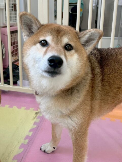 檸檬ちゃん🐶
本日は朝からケン太ちゃんやモカちゃん達が近くで遊んでいるのをみて混ぜて〜と声をかけていました🤭
お散歩も楽しかったの行く前から尻尾をブンブン振りながら楽しみそうに待ってくれていました👍
🐾🐶愛犬のお悩みご相談ください🐶🐾
@kenkohmura_official
↑フォロー待ってます↑
〒955-0091 新潟県三条市上須頃大割428−1
☎︎ 0256-35-2571
✉️ info@kenkohmura.jp
HP: https://kenkohmura.jp
LINE: https://lin.ee/7LIz5sb
#犬幸村#犬の幼稚園 #吠える、噛む #犬のしつけ #トイレ
柴犬柴犬可愛い柴犬大好き柴犬倶楽部