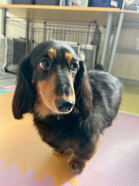 クッキーちゃん🐶
本日も大好きなタッチちゃんに挨拶をしたり、匂いを積極的に嗅ぎに行ったりして大好きアピールをしていました🤭
お散歩トレーニングもいつも通りルンルンのお散歩トレーニングで楽しそうにしていました👍
🐾🐶愛犬のお悩みご相談ください🐶🐾
@kenkohmura_official
↑フォロー待ってます↑
〒955-0091 新潟県三条市上須頃大割428−1
☎︎ 0256-35-2571
✉️ info@kenkohmura.jp
HP: https://kenkohmura.jp
LINE: https://lin.ee/7LIz5sb
#犬幸村#犬の幼稚園 #吠える、噛む #犬のしつけ #トイレ
ダックスダックス可愛いダックス倶楽部ダックス大好き