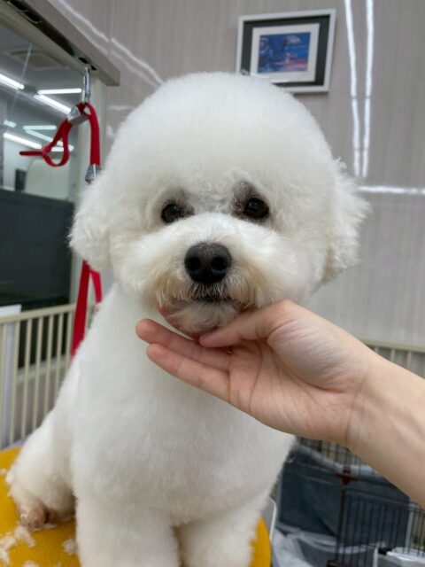 よもぎちゃん🐶
今日は、色んな子に匂いを嗅がれたり、椅子の中から幼稚園内を見渡していました!😊
また、店内へお散歩に行った時はルンルンしながら楽しそうに歩いていました!🥰
🐾🐶愛犬のお悩みご相談ください🐶🐾
@kenkohmura_official
↑フォロー待ってます↑
☎︎ 0〒955-0091 新潟県三条市上須頃大割428−1256-35-2571
✉️ info@kenkohmura.jp
HP: https://kenkohmura.jp
LINE: https://lin.ee/7LIz5sb
#犬幸村#犬の幼稚園 #吠える、噛む #犬のしつけ #トイレ ミックス犬 ミックス犬大好き倶楽部 ミックス犬との生活