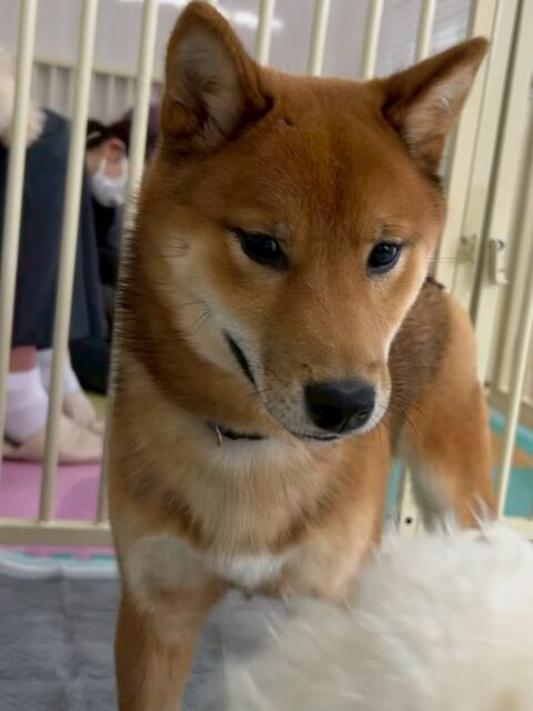 ケン太ちゃん🐶
今日は、NICOPETに子と楽しそうにわんプロをしたり追いかけっこしたりしていました!😊
また、店内へお散歩に行った時はルンルンしながらお散歩していました!🥰
🐾🐶愛犬のお悩みご相談ください🐶🐾
@kenkohmura_official
↑フォロー待ってます↑
☎︎ 0〒955-0091 新潟県三条市上須頃大割428−1256-35-2571
✉️ info@kenkohmura.jp
HP: https://kenkohmura.jp
LINE: https://lin.ee/7LIz5sb
#犬幸村#犬の幼稚園 #吠える、噛む #犬のしつけ #トイレ 柴犬 柴犬可愛い 柴犬大好き