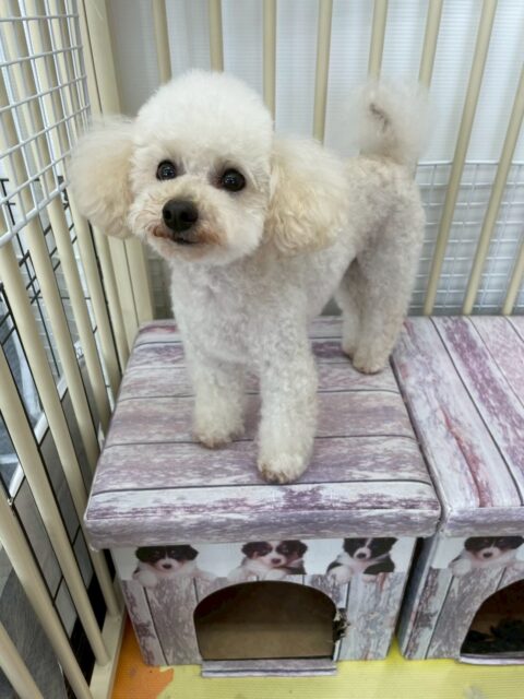 こむぎちゃん🐶
今日は、スタッフを見つけると「構って〜!」とぴょんぴょんしたり膝の上でのんびりくつろいだりしていました!😁
また、カットの時は落ち着いていい子にカットさせてくれました!🥰
🐾🐶愛犬のお悩みご相談ください🐶🐾
@kenkohmura_official
↑フォロー待ってます↑
☎︎ 0〒955-0091 新潟県三条市上須頃大割428−1256-35-2571
✉️ info@kenkohmura.jp
HP: https://kenkohmura.jp
LINE: https://lin.ee/7LIz5sb
#犬幸村#犬の幼稚園 #吠える、噛む #犬のしつけ #トイレトイプードル トイプードル大好き トイプードル大好き倶楽部