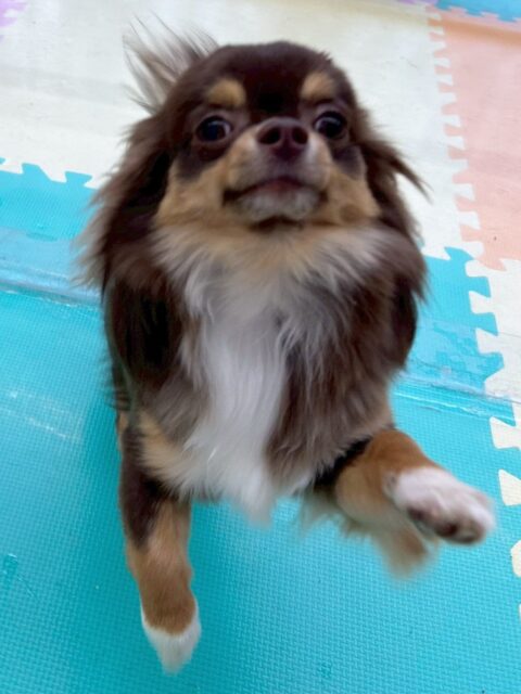 まろちゃん&きりまるちゃん🐶
今日はまろちゃんはウィスキーちゃんの匂いを自分から嗅ぎに行ったり、園内を探検したりしていました👏
きりまるちゃんはお店の小さい子達とプロレスごっこをしたり、自分より大きな檸檬ちゃんに立ち向かっていったりしていました😆
🐾🐶愛犬のお悩みご相談ください🐶🐾
@kenkohmura_official
↑フォロー待ってます↑
〒955-0091 新潟県三条市上須頃大割428−1
☎︎ 0256-35-2571
✉️ info@kenkohmura.jp
HP: https://kenkohmura.jp
LINE: https://lin.ee/7LIz5sb
#犬幸村#犬の幼稚園 #吠える、噛む #犬のしつけ #トイレ
チワワ ちわわ チワワだいすき