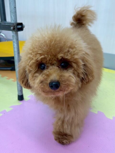 ププちゃん🐶
今日はお店の小さい子達や麦ちゃん、カノアちゃんに挨拶をしたり、遊びに誘ったりしていました😊
お散歩では歩き慣れていないウィスキーちゃんの為にお散歩の楽しさを教える先輩役をしてもらいました👏✨
少しお兄さんの顔をして得意げに歩いていました😆
🐾🐶愛犬のお悩みご相談ください🐶🐾
@kenkohmura_official
↑フォロー待ってます↑
〒955-0091 新潟県三条市上須頃大割428−1
☎︎ 0256-35-2571
✉️ info@kenkohmura.jp
HP: https://kenkohmura.jp
LINE: https://lin.ee/7LIz5sb
#犬幸村#犬の幼稚園 #吠える、噛む #犬のしつけ #トイレ
トイプードル トイプー といぷー