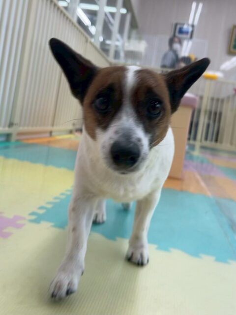 麦ちゃん🐶
今日はお店の小さい子やウィスキーちゃんに遊びに誘われたりしていました😆
普段なら小さい子達に一喝をしている時でも優しく対応していました😊
🐾🐶愛犬のお悩みご相談ください🐶🐾
@kenkohmura_official
↑フォロー待ってます↑
〒955-0091 新潟県三条市上須頃大割428−1
☎︎ 0256-35-2571
✉️ info@kenkohmura.jp
HP: https://kenkohmura.jp
LINE: https://lin.ee/7LIz5sb
#犬幸村#犬の幼稚園 #吠える、噛む #犬のしつけ #トイレ
ジャックラッセルテリア ジャックラッセル ジャックラッセルだいすき