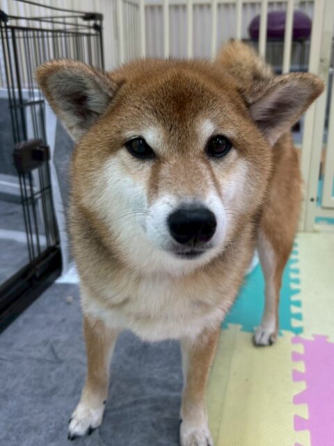檸檬ちゃん🐶
今日はきりまるちゃんやウィスキーちゃんなど小さい子が沢山いて嬉しそうでした😊
檸檬ちゃん、小さい子が好きな様子で優しく遊びに誘ってくれていました👏
🐾🐶愛犬のお悩みご相談ください🐶🐾
@kenkohmura_official
↑フォロー待ってます↑
〒955-0091 新潟県三条市上須頃大割428−1
☎︎ 0256-35-2571
✉️ info@kenkohmura.jp
HP: https://kenkohmura.jp
LINE: https://lin.ee/7LIz5sb
#犬幸村#犬の幼稚園 #吠える、噛む #犬のしつけ #トイレ
柴犬 柴 しば