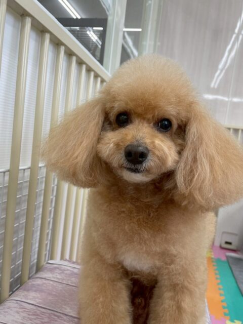 メイちゃん🐶
歯磨きトレーニングを初めてから1年7ヶ月が経過しました!歯磨きを頑張ってもらっていることもあり同じ状態を保ち続けることができています!🦷🪥✨
今日は、朝ベンちゃんに「何してるのー!」と匂いを嗅がれていたり、椅子の上でのんびりくつろいだりしていました!🥰
🐾🐶愛犬のお悩みご相談ください🐶🐾
@kenkohmura_official
↑フォロー待ってます↑
☎︎ 0〒955-0091 新潟県三条市上須頃大割428−1256-35-2571
✉️ info@kenkohmura.jp
HP: https://kenkohmura.jp
LINE: https://lin.ee/7LIz5sb
#犬幸村#犬の幼稚園 #吠える、噛む #犬のしつけ #トイレ トイプードル トイプードル可愛い トイプードル大好きさんと繋がりたい