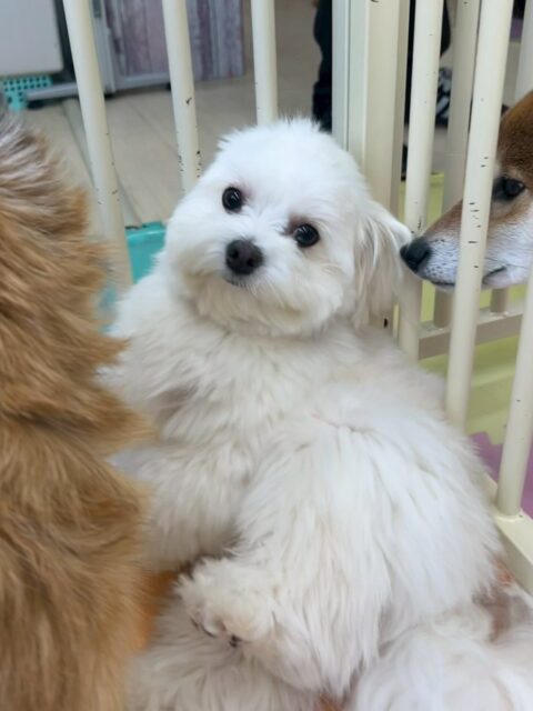 むくちゃん🐶
今日はやん丸やベンに挨拶をしたり、ペロちゃんに話しかけたりしていました😊
ゴロー丸ちゃんと匂いを嗅ぎ合ったりもしていました✨
むくちゃんは年上の子が好きなようでカノアちゃんなど先輩犬達にゴロンとお腹を出していました😆
🐾🐶愛犬のお悩みご相談ください🐶🐾
@kenkohmura_official
↑フォロー待ってます↑
〒955-0091 新潟県三条市上須頃大割428−1
☎︎ 0256-35-2571
✉️ info@kenkohmura.jp
HP: https://kenkohmura.jp
LINE: https://lin.ee/7LIz5sb
#犬幸村#犬の幼稚園 #吠える、噛む #犬のしつけ #トイレ
ミックス犬 mix犬 ミックス犬だいすき