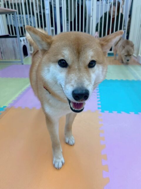 つくしちゃん🐶
本日歯磨きトレーニングを開始して1年5ヶ月が経ちました
歯の状態もきちんとキープできているのでこのまま継続していきましょう✊
園内では柴犬ちゃん達がたくさんいたのでみんなと大会議を開いていました🤭
🐾🐶愛犬のお悩みご相談ください🐶🐾
@kenkohmura_official
↑フォロー待ってます↑
〒955-0091 新潟県三条市上須頃大割428−1
☎︎ 0256-35-2571
✉️ info@kenkohmura.jp
HP: https://kenkohmura.jp
LINE: https://lin.ee/7LIz5sb
#犬幸村#犬の幼稚園 #吠える、噛む #犬のしつけ #トイレ
柴犬柴犬可愛い柴犬大好き柴犬倶楽部