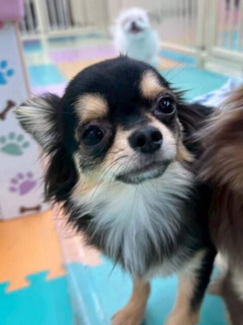 きりまるちゃん&まろちゃん🐶
2匹のかわいいツーショットたくさん撮れました📷 ́͏̖-
きりまるちゃんはニコペットにいるラブラドールちゃんと上手に遊んだりふうちゃんと楽しそうに遊んでいました✨
まろちゃんはニコペットにいるミックスちゃんと気があったみたいで走り回ったりして楽しさうでした🙌
🐾🐶愛犬のお悩みご相談ください🐶🐾
@kenkohmura_official
↑フォロー待ってます↑
〒955-0091 新潟県三条市上須頃大割428−1
☎︎ 0256-35-2571
✉️ info@kenkohmura.jp
HP: https://kenkohmura.jp
LINE: https://lin.ee/7LIz5sb
#犬幸村#犬の幼稚園 #吠える噛む #犬のしつけ #トイレ
チワワ チワワかわいい チワワだいすき