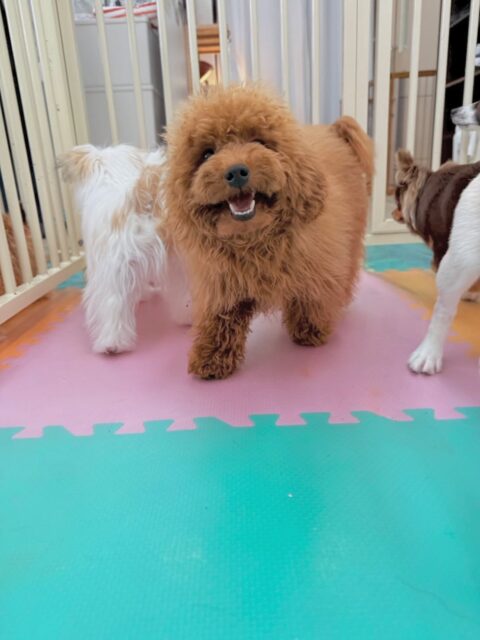 ププちゃん🐶
今日はお店の小さい子達とプロレスごっこをしたり、匂いを嗅ぎ合ったりしていました😊
お散歩では楽しそうにルンルンで歩いていました😆
🐾🐶愛犬のお悩みご相談ください🐶🐾
@kenkohmura_official
↑フォロー待ってます↑
〒955-0091 新潟県三条市上須頃大割428−1
☎︎ 0256-35-2571
✉️ info@kenkohmura.jp
HP: https://kenkohmura.jp
LINE: https://lin.ee/7LIz5sb
#犬幸村#犬の幼稚園 #吠える、噛む #犬のしつけ #トイレ
トイプードル トイプー といぷー