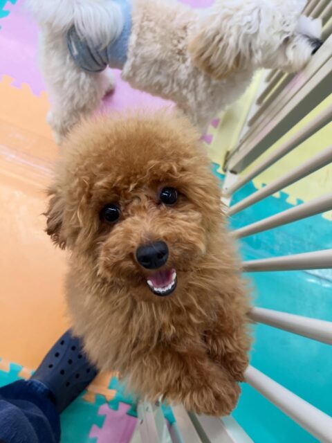 ププちゃん🐶
ふうちゃんやニコペットにいる子達と楽しそうに遊んでいました🎶
お散歩トレーニングでは楽しそうにルンルンでした✨
🐾🐶愛犬のお悩みご相談ください🐶🐾
@kenkohmura_official
↑フォロー待ってます↑
〒955-0091 新潟県三条市上須頃大割428−1
☎︎ 0256-35-2571
✉️ info@kenkohmura.jp
HP: https://kenkohmura.jp
LINE: https://lin.ee/7LIz5sb
#犬幸村#犬の幼稚園 #吠える噛む #犬のしつけ #トイレ
トイプードル トイプードルだいすき トイプードルかわいい