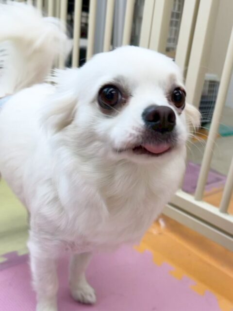 ペロちゃん🐶
寅丸ちゃんやベンと挨拶したり、ニコペットにいるスタンダードプードルちゃんを叱っていたりしていました😆
🐾🐶愛犬のお悩みご相談ください🐶🐾
@kenkohmura_official
↑フォロー待ってます↑
〒955-0091 新潟県三条市上須頃大割428−1
☎︎ 0256-35-2571
✉️ info@kenkohmura.jp
HP: https://kenkohmura.jp
LINE: https://lin.ee/7LIz5sb
#犬幸村#犬の幼稚園 #吠える噛む #犬のしつけ #トイレ
チワワ チワワかわいい チワワだいすき