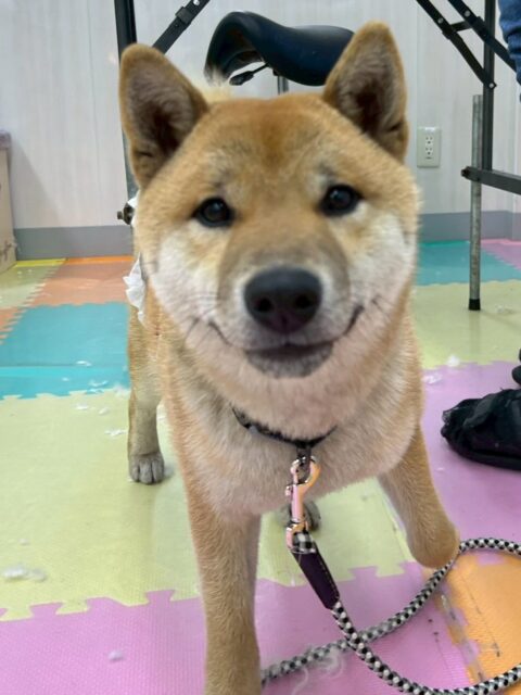 チャリーちゃん🐶
本日は、檸檬ちゃんや幸ちゃん、助ちゃんやモカちゃん、ほとんど全員に遊びを誘ったり、いっしょに遊んだりして楽しんでいました👍

🐾🐶愛犬のお悩みご相談ください🐶🐾
@kenkohmura_official
 ↑フォロー待ってます↑

〒955-0091 新潟県三条市上須頃大割４２８−１
☎︎ 0256-35-2571
✉️ info@kenkohmura.jp
HP: https://kenkohmura.jp
LINE: https://lin.ee/7LIz5sb

#犬幸村#犬の幼稚園 #吠える、噛む #犬のしつけ #トイレ
柴犬柴犬可愛い柴犬倶楽部柴犬大好き