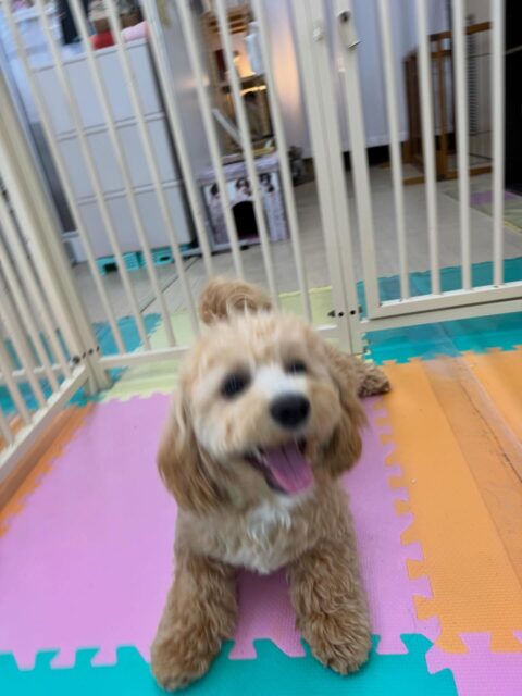 モモちゃん🐶
本日は、来て早々にププちゃんやきりまるちゃんと遊んだり、モカちゃんや幸ちゃん達と走り回ったりして大はしゃぎで走り回ったりして楽しそうにしていました👍

🐾🐶愛犬のお悩みご相談ください🐶🐾
@kenkohmura_official
 ↑フォロー待ってます↑

〒955-0091 新潟県三条市上須頃大割４２８−１
☎︎ 0256-35-2571
✉️ info@kenkohmura.jp
HP: https://kenkohmura.jp
LINE: https://lin.ee/7LIz5sb

#犬幸村#犬の幼稚園 #吠える、噛む #犬のしつけ #トイレ
ミックスミックス可愛いミックス犬倶楽部ミックス犬大好き