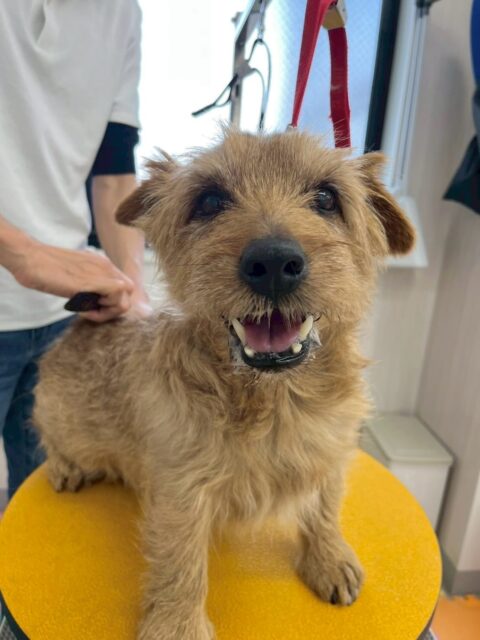 ゴローちゃん🐶
本日はケン太ちゃんやニコペットのちびっ子軍団にたくさんちょっかいを出されたりしていました🤭
ちびっ子達に自分から匂いを嗅いだり、挨拶もしていたので良かったです👍
🐾🐶愛犬のお悩みご相談ください🐶🐾
@kenkohmura_official
↑フォロー待ってます↑
〒955-0091 新潟県三条市上須頃大割428−1
☎︎ 0256-35-2571
✉️ info@kenkohmura.jp
HP: https://kenkohmura.jp
LINE: https://lin.ee/7LIz5sb
#犬幸村#犬の幼稚園 #吠える、噛む #犬のしつけ #トイレ
ノーフォークテリアノーフォークテリア可愛いノーフォークテリア倶楽部ノーフォークテリア大好き