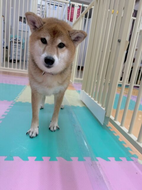 檸檬ちゃん🐶
本日は、ジョージちゃんやこまちゃんに遊ぼーよーと誘われたり、みんなでおしゃべりをしたりして楽しんでいました🤭

爪切りやシャンプーはすごく上手にやらせてくれて非常にスムーズに終わらせることができました👏

🐾🐶愛犬のお悩みご相談ください🐶🐾
@kenkohmura_official
 ↑フォロー待ってます↑

〒955-0091 新潟県三条市上須頃大割４２８−１
☎︎ 0256-35-2571
✉️ info@kenkohmura.jp
HP: https://kenkohmura.jp
LINE: https://lin.ee/7LIz5sb

#犬幸村#犬の幼稚園 #吠える、噛む #犬のしつけ #トイレ
柴犬柴犬可愛い柴犬大好き柴犬倶楽部