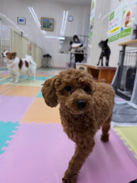 モカちゃん🐶
本日は来てくれている全ての子達と走り回ったり、遊びを楽しんだりして過ごしていました🤭

非常にみんなと仲良くコミュニケーションを取れていてよかったです👏

🐾🐶愛犬のお悩みご相談ください🐶🐾
@kenkohmura_official
 ↑フォロー待ってます↑

〒955-0091 新潟県三条市上須頃大割４２８−１
☎︎ 0256-35-2571
✉️ info@kenkohmura.jp
HP: https://kenkohmura.jp
LINE: https://lin.ee/7LIz5sb

#犬幸村#犬の幼稚園 #吠える、噛む #犬のしつけ #トイレ
トイプートイプー可愛いトイプー大好きトイプー倶楽部