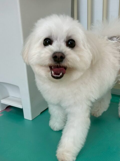 ポコちゃん🐶
歯磨きトレーニングを開始してから1年4ヶ月が経過しました!コツコツ頑張っていることもあり綺麗な状態を保ち続けることができています!🦷🪥✨
今日は、NICOPETにいる子達が遊んでいる様子を見守るなど、お兄ちゃん役をしてくれていました!🥰
また、スタッフが近くに来ると「構ってよー!」と猛アピールしていました!😆
🐾🐶愛犬のお悩みご相談ください🐶🐾
@kenkohmura_official
↑フォロー待ってます↑
☎︎ 0〒955-0091 新潟県三条市上須頃大割428−1256-35-2571
✉️ info@kenkohmura.jp
HP: https://kenkohmura.jp
LINE: https://lin.ee/7LIz5sb
#犬幸村#犬の幼稚園 #吠える、噛む #犬のしつけ #トイレ ミックス犬 ミックス犬大好き ミックス犬大好き倶楽部