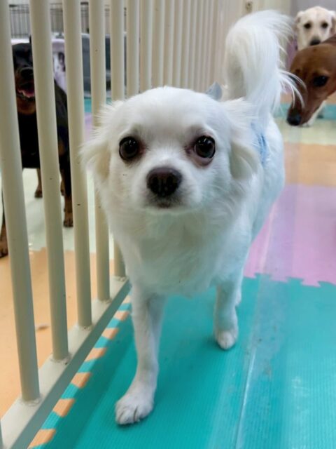 ペロちゃん🐶
今日は園内を探検したり、コロンちゃんと激しくおしゃべりしたりしていました😊
色んな子に囲まれて匂いを嗅がれても動じることなく貫禄のある態度でした😆
🐾🐶愛犬のお悩みご相談ください🐶🐾
@kenkohmura_official
↑フォロー待ってます↑
〒955-0091 新潟県三条市上須頃大割428−1
☎︎ 0256-35-2571
✉️ info@kenkohmura.jp
HP: https://kenkohmura.jp
LINE: https://lin.ee/7LIz5sb
#犬幸村#犬の幼稚園 #吠える、噛む #犬のしつけ #トイレ
チワワ ちわわ チワワだいすき