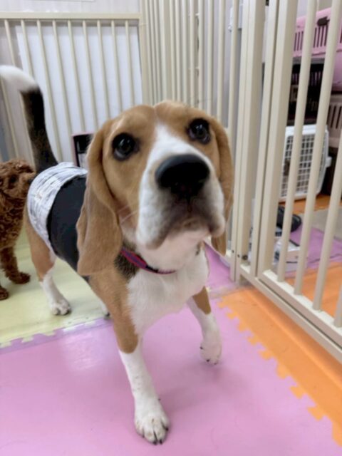 ジョージちゃん🐶
本日歯磨きトレーニングを開催して5ヶ月が経ちました🪥
歯の状態すごく綺麗にキープできています‼️歯磨きもかなり好きなようでしたのでこのまま頑張りましょう👍

園内ではペリーちゃんやのりまきちゃん、ぽん太達と一生懸命走り回ったりして楽しそうに過ごしていました🤭
かなりの確率でみんなの動画に写っているのでチェックしてみてください🤣

🐾🐶愛犬のお悩みご相談ください🐶🐾
@kenkohmura_official
 ↑フォロー待ってます↑

〒955-0091 新潟県三条市上須頃大割４２８−１
☎︎ 0256-35-2571
✉️ info@kenkohmura.jp
HP: https://kenkohmura.jp
LINE: https://lin.ee/7LIz5sb

#犬幸村#犬の幼稚園 #吠える、噛む #犬のしつけ #トイレ
ビーグルビーグル可愛いビーグル大好きビーグル倶楽部ビーグル大好き