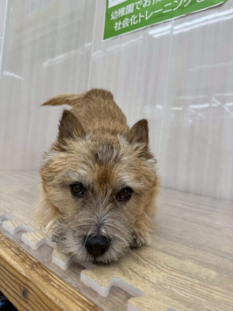 明日は木曜日、休園日です🐶
🐾🐶愛犬のお悩みご相談ください🐶🐾
@kenkohmura_official
↑フォロー待ってます↑
〒955-0091 新潟県三条市上須頃大割428−1
☎︎ 0256-35-2571
✉️ info@kenkohmura.jp
HP: https://kenkohmura.jp
LINE: https://lin.ee/7LIz5sb
#犬幸村#犬の幼稚園 #吠える、噛む #犬のしつけ #トイレ