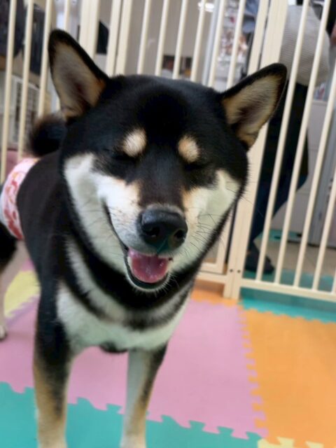 北斗ちゃん🐶
今日は、ケン太ちゃんや寅丸ちゃんと楽しそうにお喋りしていました!☺️
また、服を着る練習をした時はまだ慣れていないこともあり少し戸惑いながらも上手に服を着ることができていました!😊
🐾🐶愛犬のお悩みご相談ください🐶🐾
@kenkohmura_official
↑フォロー待ってます↑
☎︎ 0〒955-0091 新潟県三条市上須頃大割428−1256-35-2571
✉️ info@kenkohmura.jp
HP: https://kenkohmura.jp
LINE: https://lin.ee/7LIz5sb
#犬幸村#犬の幼稚園 #吠える、噛む #犬のしつけ #トイレ 柴犬 柴犬大好き 柴犬との生活