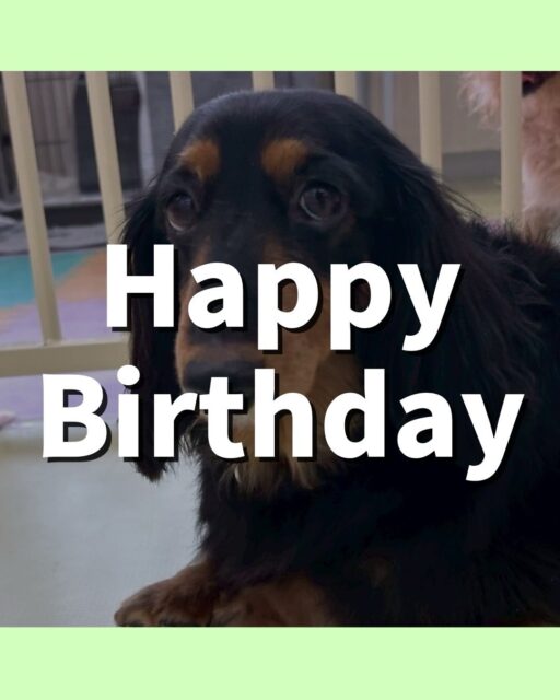 クッキーちゃん🐶
5歳のお誕生日おめでとうございます!🎉
今日は、園内を散策していたりスタッフに撫でてもらっている時にお腹を出してもっと撫でてアピールをしていました!🥰
また、店内へお散歩に行った時はスタッフの隣を上手に歩いていました!☺️
🐾🐶愛犬のお悩みご相談ください🐶🐾
@kenkohmura_official
↑フォロー待ってます↑
☎︎ 0〒955-0091 新潟県三条市上須頃大割428−1256-35-2571
✉️ info@kenkohmura.jp
HP: https://kenkohmura.jp
LINE: https://lin.ee/7LIz5sb
#犬幸村#犬の幼稚園 #吠える、噛む #犬のしつけ #トイレ ミニチュアダックスフンド ミニチュアダックスフンド可愛い ミニチュアダックスフンドとの生活