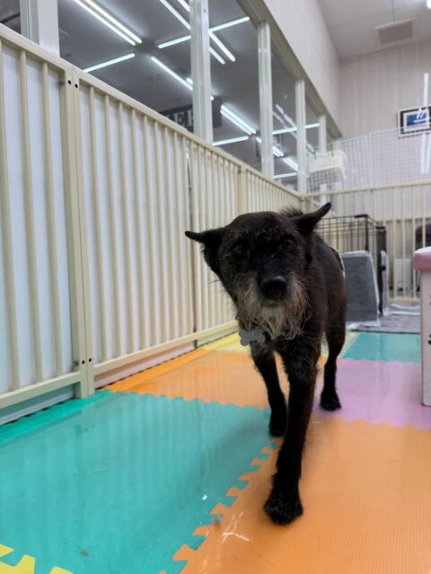 小乃輔ちゃん🐶
本日歯磨きトレーニングを開催して1年7ヶ月が経ちました
歯の状態始めた頃よりも良くなり始めています‼️このままキープして行きましょう✊

園内では、チャリーちゃんや大吉ちゃん達と走り回ったり、おしゃべりをしたりして白熱していました👍

🐾🐶愛犬のお悩みご相談ください🐶🐾
@kenkohmura_official
 ↑フォロー待ってます↑

〒955-0091 新潟県三条市上須頃大割４２８−１
☎︎ 0256-35-2571
✉️ info@kenkohmura.jp
HP: https://kenkohmura.jp
LINE: https://lin.ee/7LIz5sb

#犬幸村#犬の幼稚園 #吠える、噛む #犬のしつけ #トイレ
ミックスミックス犬ミックス犬可愛いミックス犬大好きミックス犬倶楽部