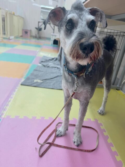 ペリーちゃん🐶
本日は来て早々にぽん太と相撲を取ったり、いろんな子達と走り回ったりして遊んでいました🤭

カットやシャンプーはかなりイメージチェンジをして今までとはまた違った良さがありますね😍

🐾🐶愛犬のお悩みご相談ください🐶🐾
@kenkohmura_official
 ↑フォロー待ってます↑

〒955-0091 新潟県三条市上須頃大割４２８−１
☎︎ 0256-35-2571
✉️ info@kenkohmura.jp
HP: https://kenkohmura.jp
LINE: https://lin.ee/7LIz5sb

#犬幸村#犬の幼稚園 #吠える、噛む #犬のしつけ #トイレ
シュナウザーシュナウザー可愛いシュナウザー大好きシュナウザー倶楽部