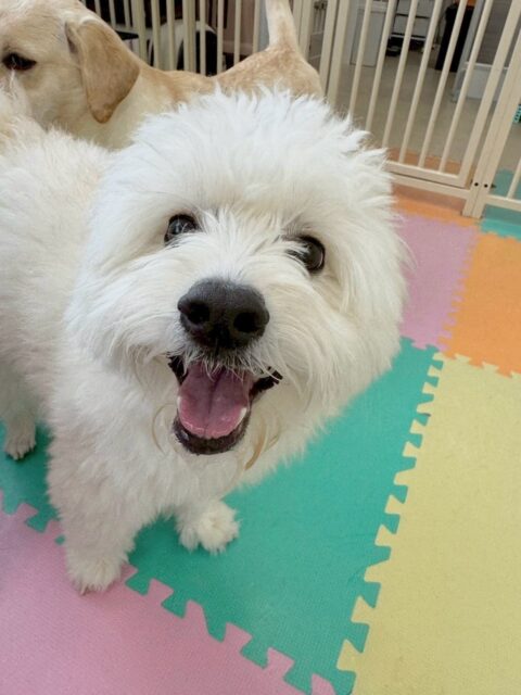 幼稚園体験に来てくれました🐶
最初から周りの匂いを嗅いだり、少し警戒しながらも柵越しに挨拶をしていました‼️
ですがみんなが入ってくると非常に楽しそうに走り回ったり、戯れあったりして楽しそうに過ごしていました👍

🐾🐶愛犬のお悩みご相談ください🐶🐾
@kenkohmura_official
 ↑フォロー待ってます↑

〒955-0091 新潟県三条市上須頃大割４２８−１
☎︎ 0256-35-2571
✉️ info@kenkohmura.jp
HP: https://kenkohmura.jp
LINE: https://lin.ee/7LIz5sb

#犬幸村#犬の幼稚園 #吠える、噛む #犬のしつけ #トイレ
ミックスミックス犬ミックス犬可愛いミックス犬大好きミックス犬倶楽部