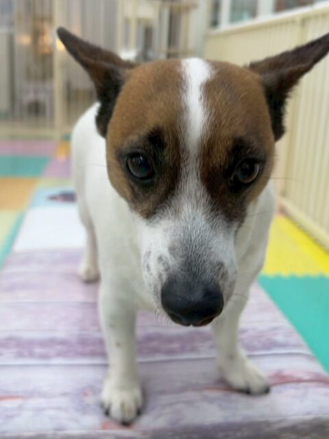 麦ちゃん🐶
今日はお店の小さい子達に一喝をいれたり、カノアちゃんと挨拶をしたりしていました😆
スタッフが麦ちゃんの名前を呼ぶと嬉しそうに近づいてきて熱烈に挨拶をしてくれました🥰
🐾🐶愛犬のお悩みご相談ください🐶🐾
@kenkohmura_official
↑フォロー待ってます↑
〒955-0091 新潟県三条市上須頃大割428−1
☎︎ 0256-35-2571
✉️ info@kenkohmura.jp
HP: https://kenkohmura.jp
LINE: https://lin.ee/7LIz5sb
#犬幸村#犬の幼稚園 #吠える、噛む #犬のしつけ #トイレ
ジャックラッセルテリア ジャックラッセル ジャックラッセルかわいい