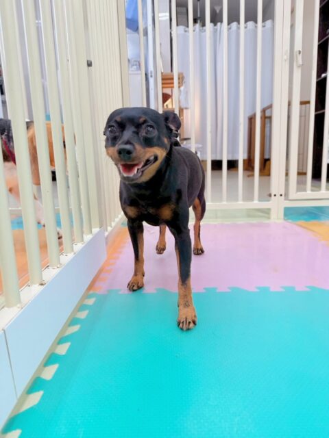 クールちゃん&カノアちゃん🐶
今日はクールちゃんは園内を探検したり、スタッフに挨拶したりしてくれました😊レーキングはお手のものでとてもお利口さんでした👏
カノアちゃんはお店の小さい子を遊びに誘ったり、逆にジョージちゃんやコタローちゃんに遊びに誘われたりしていました😆
🐾🐶愛犬のお悩みご相談ください🐶🐾
@kenkohmura_official
↑フォロー待ってます↑
〒955-0091 新潟県三条市上須頃大割428−1
☎︎ 0256-35-2571
✉️ info@kenkohmura.jp
HP: https://kenkohmura.jp
LINE: https://lin.ee/7LIz5sb
#犬幸村#犬の幼稚園 #吠える、噛む #犬のしつけ #トイレ
ミニチュアピンシャー ミニピン ミックス犬 mix犬