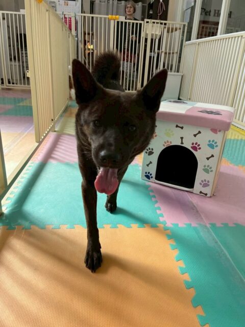 夏紬ちゃん🐶
本日は、朝から鶴丸やニコペットのちびっ子達と走り回ったり、みんなでワンプロをしあったりして楽しんで過ごしていました🤭

🐾🐶愛犬のお悩みご相談ください🐶🐾
@kenkohmura_official
 ↑フォロー待ってます↑

〒955-0091 新潟県三条市上須頃大割４２８−１
☎︎ 0256-35-2571
✉️ info@kenkohmura.jp
HP: https://kenkohmura.jp
LINE: https://lin.ee/7LIz5sb

#犬幸村#犬の幼稚園 #吠える、噛む #犬のしつけ #トイレ
甲斐犬甲斐犬大好き甲斐犬倶楽部甲斐可愛い